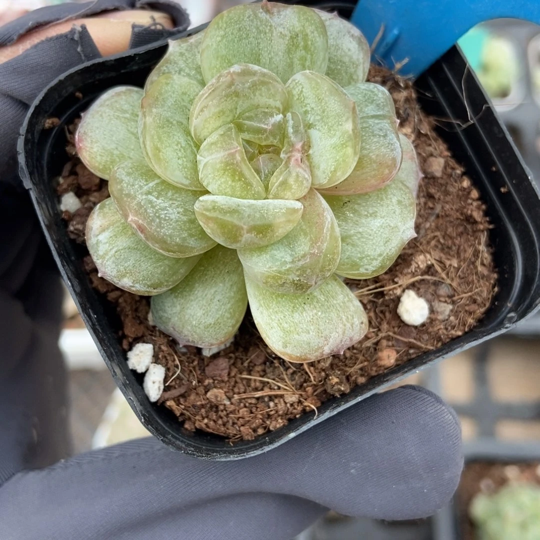 850白恋石化多肉植物