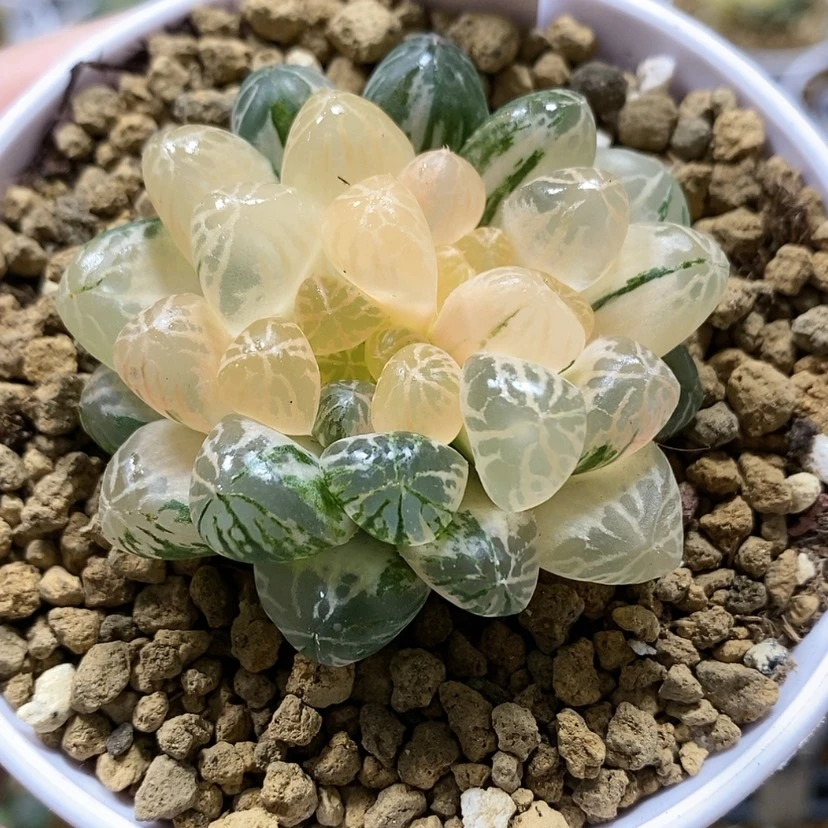 【闪购商品】55塑料皮