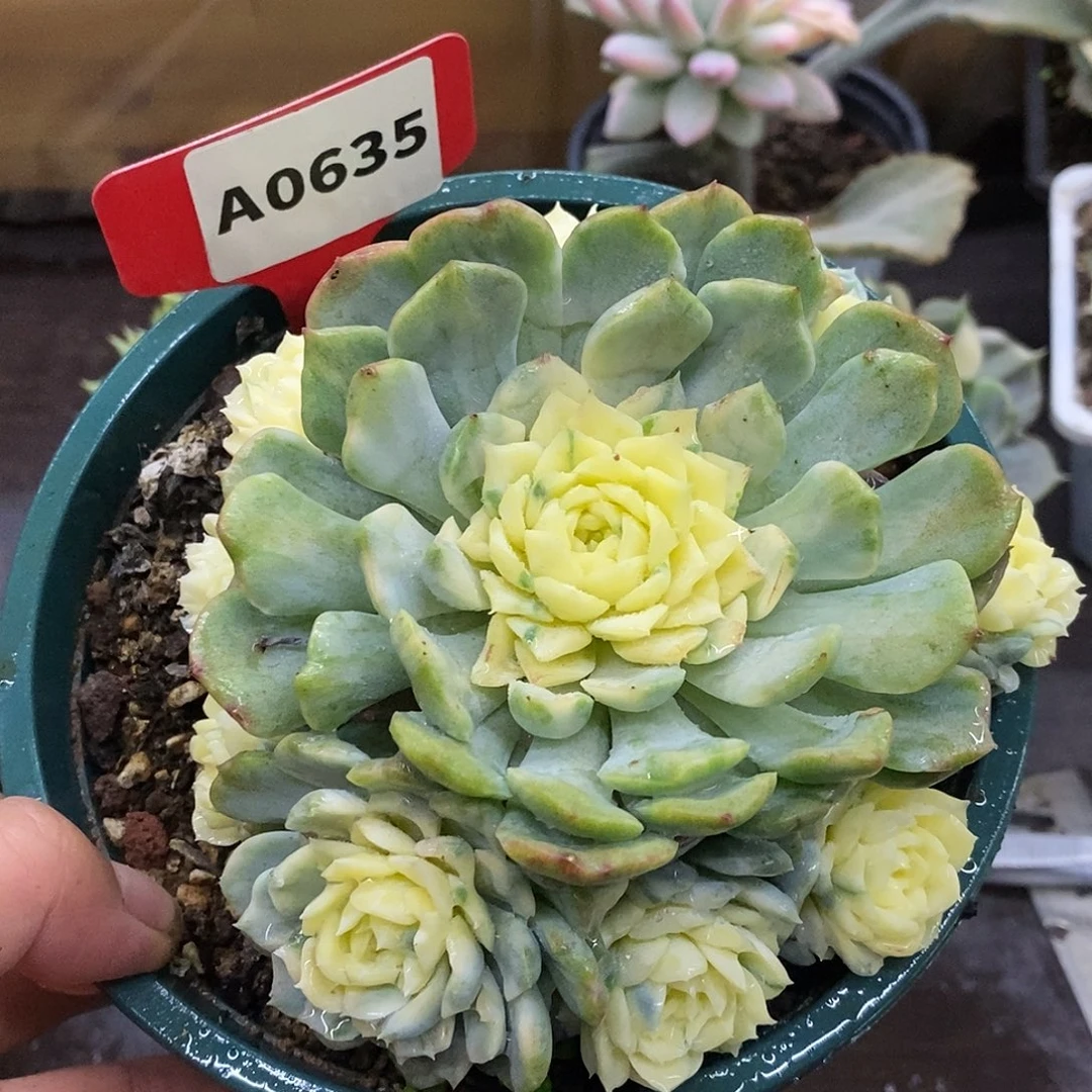 635孤品哈哈哈哈哈哈哈