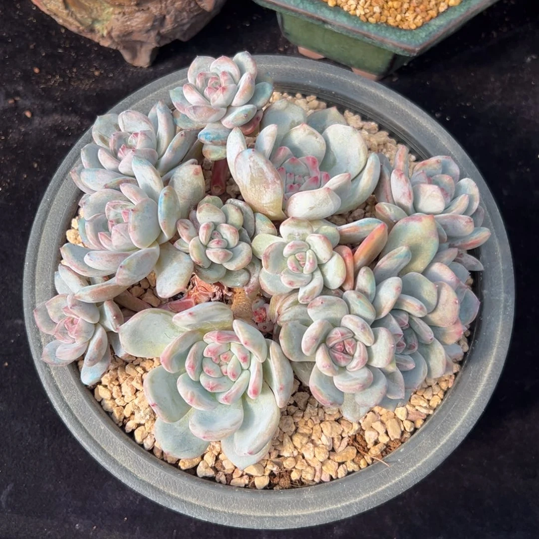 新年快乐 新年快乐