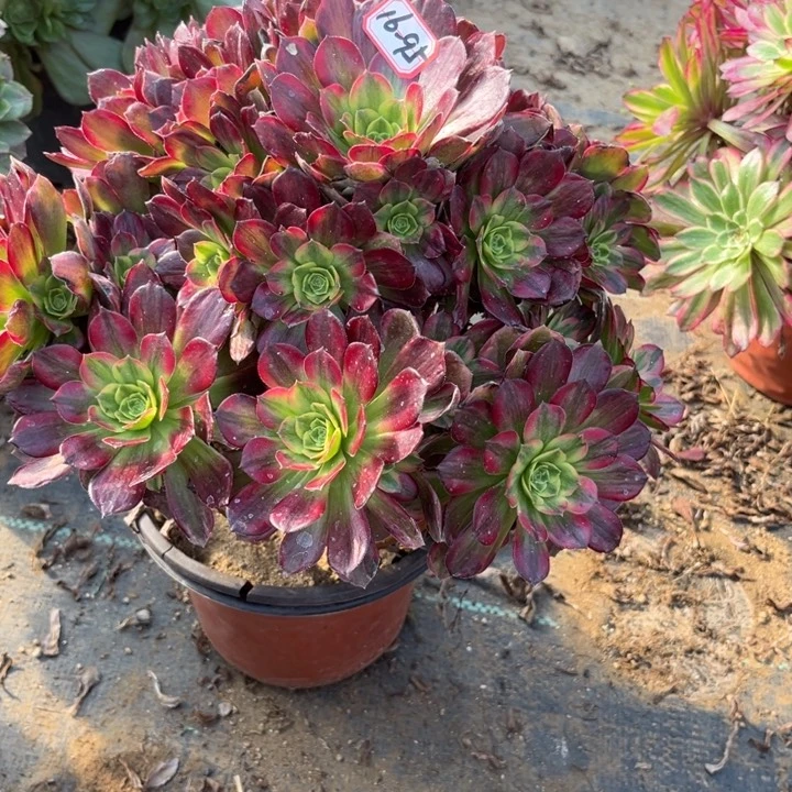 16-95安娜多肉植物