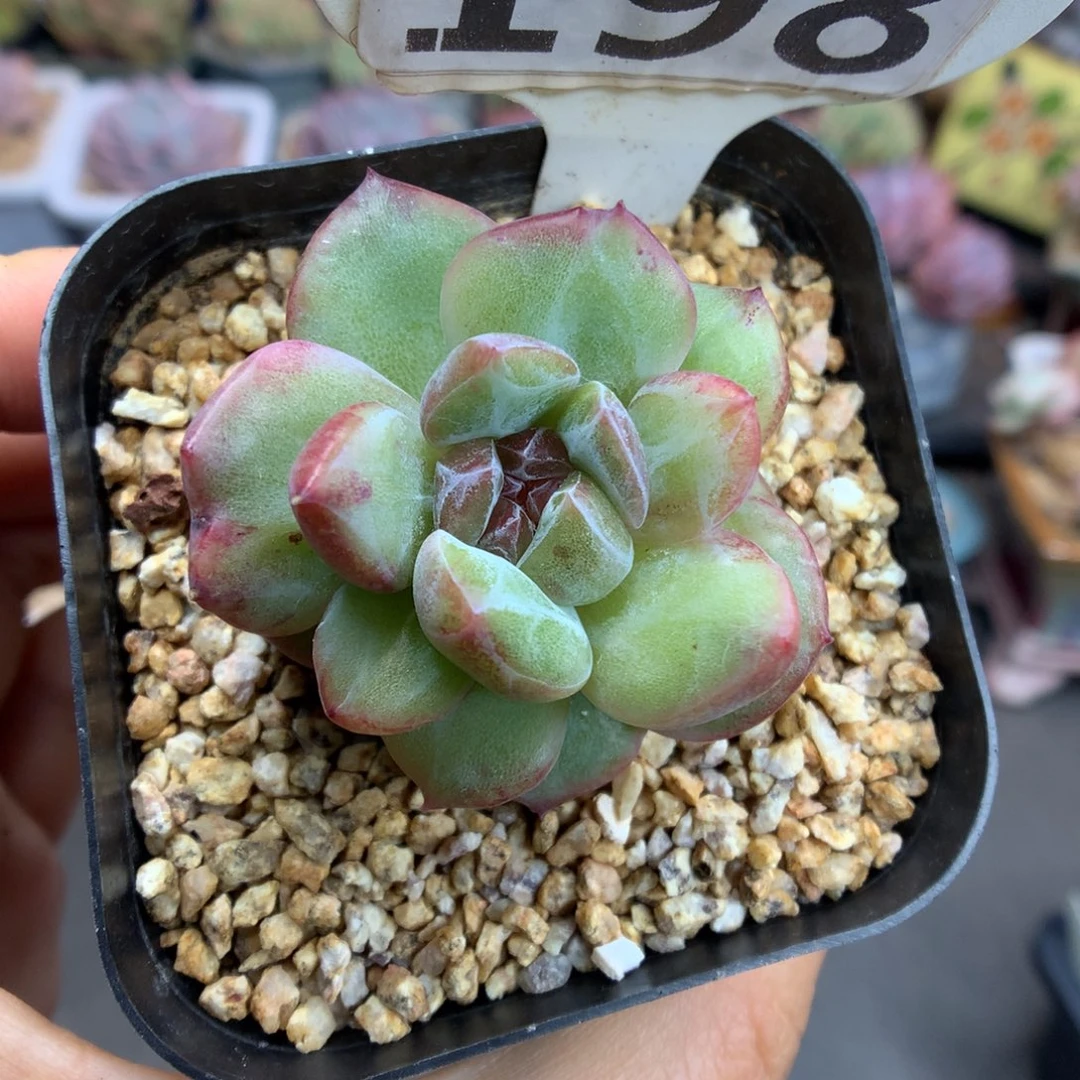 198珍妮石化多肉植物