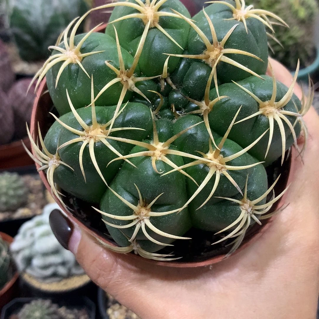 清货价龟甲美花海王