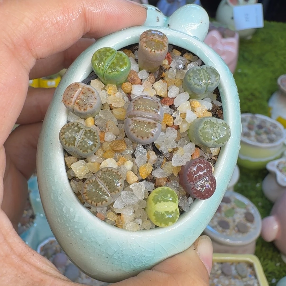 多肉植物福利冲729