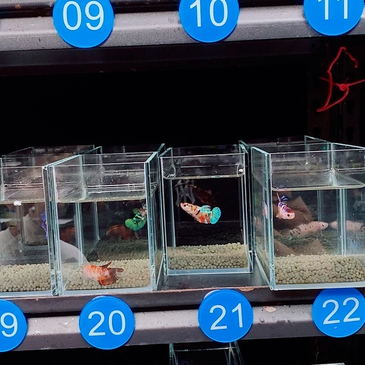 余***A斗鱼蓝19 到22号6条