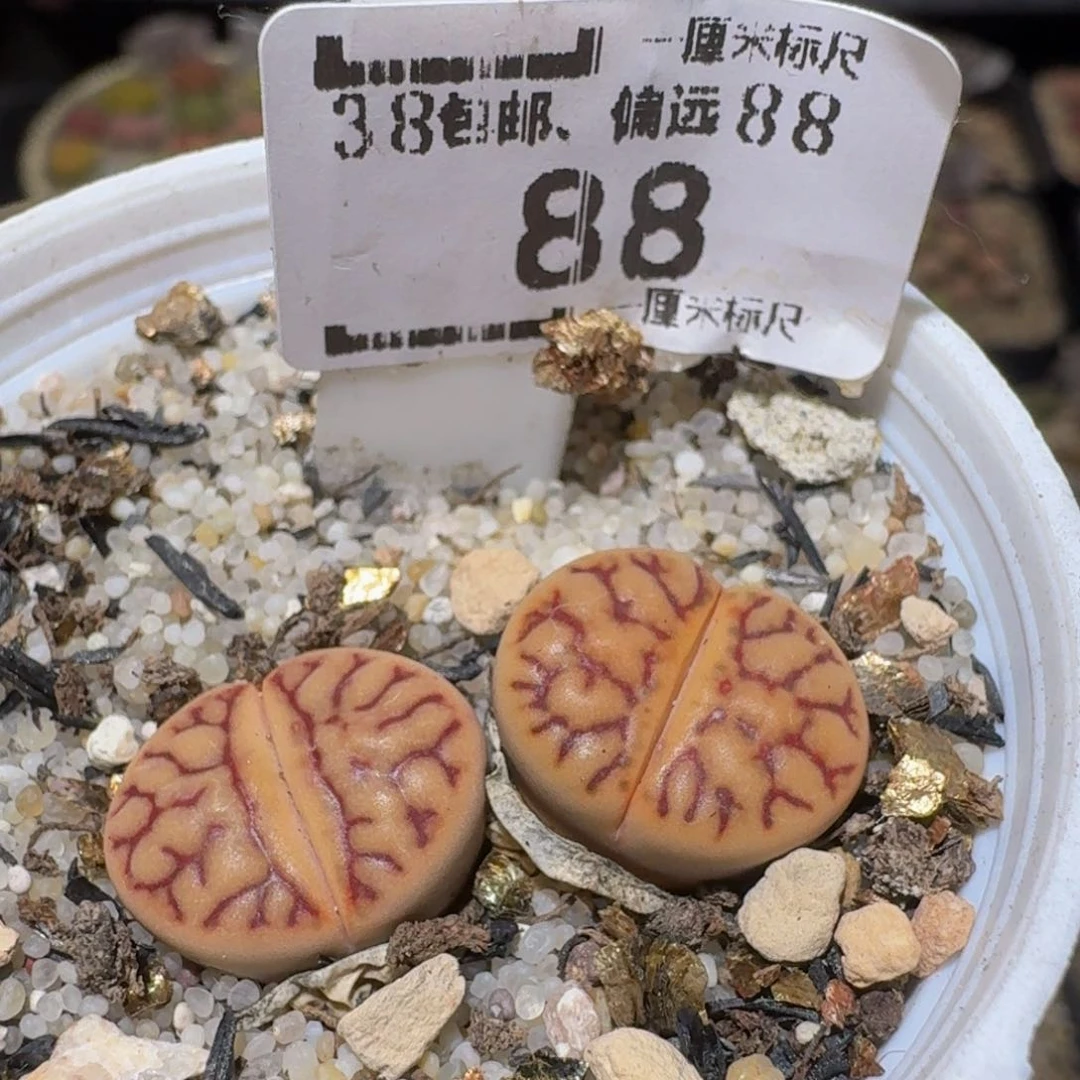 Ssss精品生石花88