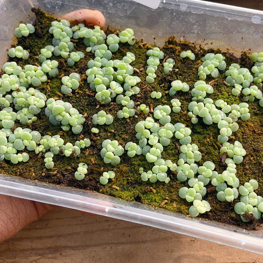 *****多肉植物多肉植物1183