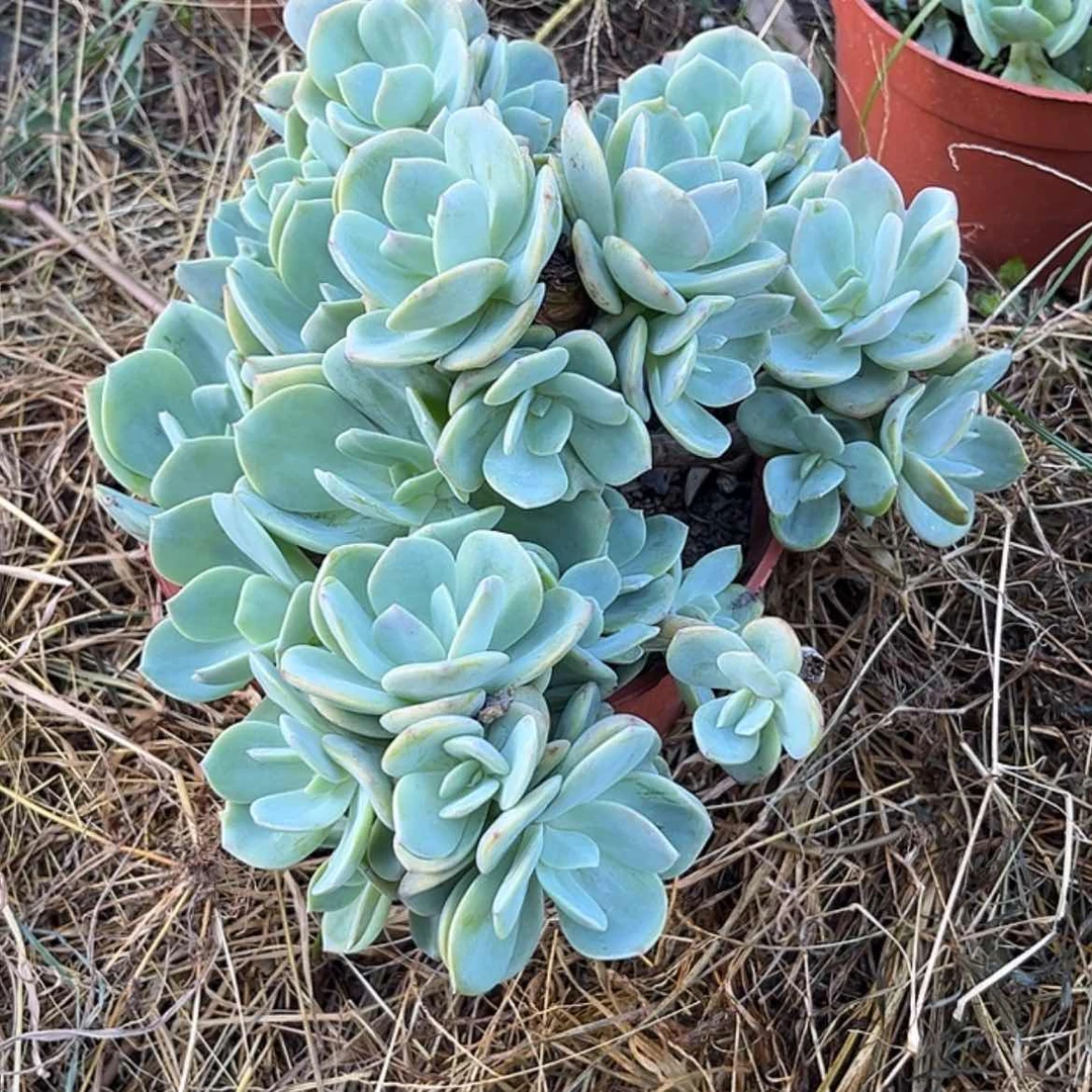 【闪购商品】无花朵小**姨