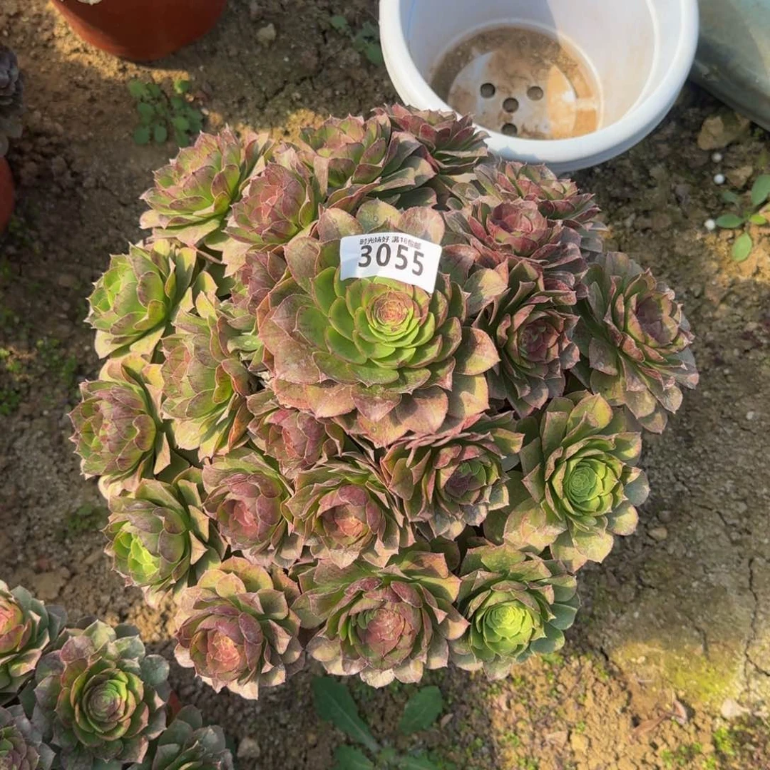 念****趣3055花月夜多肉植物