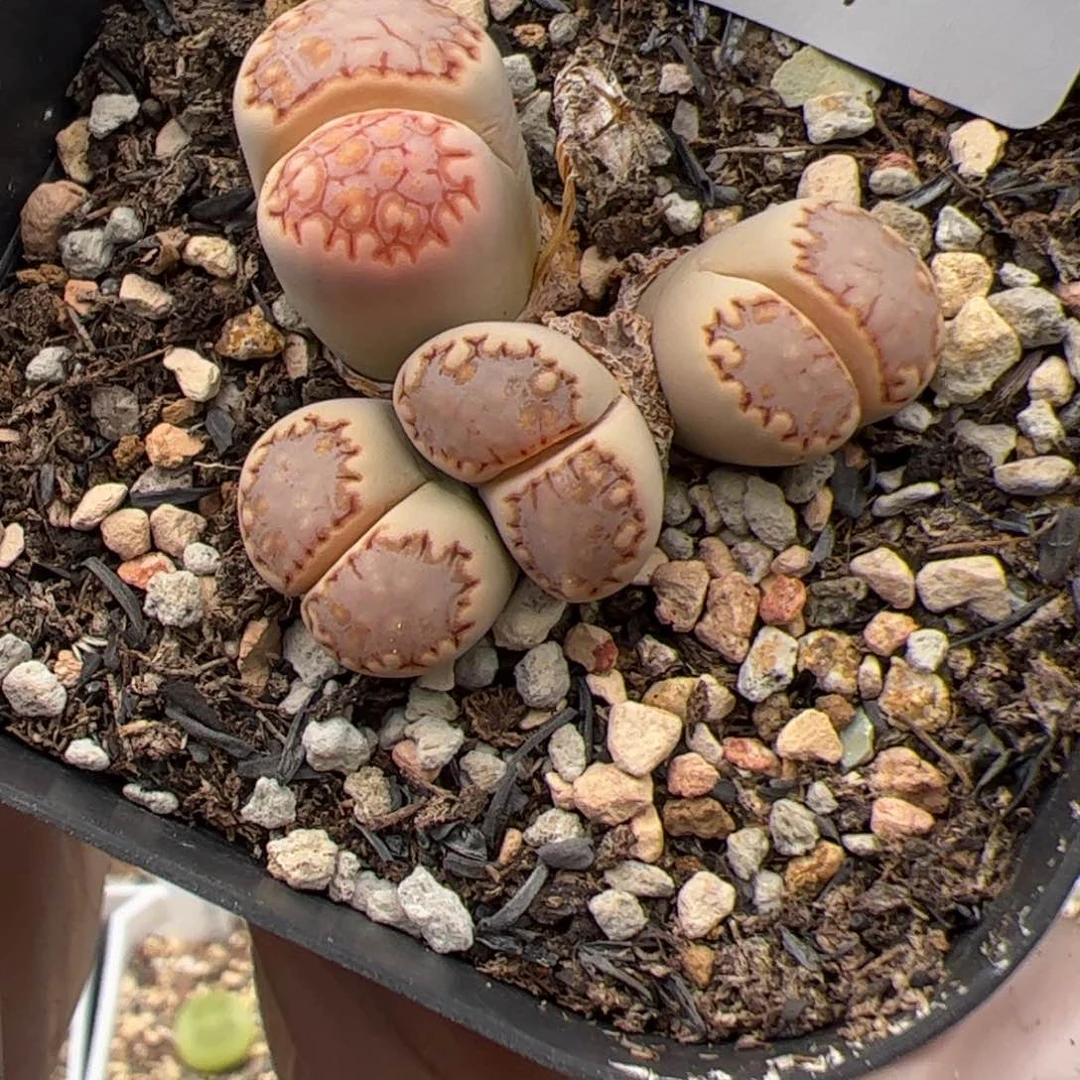 0204号 217 多肉植物