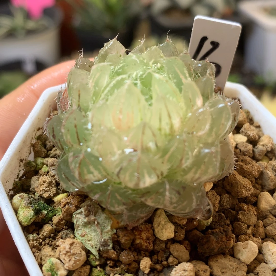 近糊斑翠云玉露锦带盆土