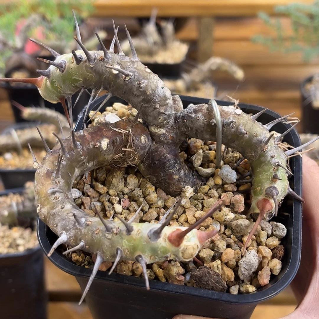 潮流植物 刺月界 环抱款