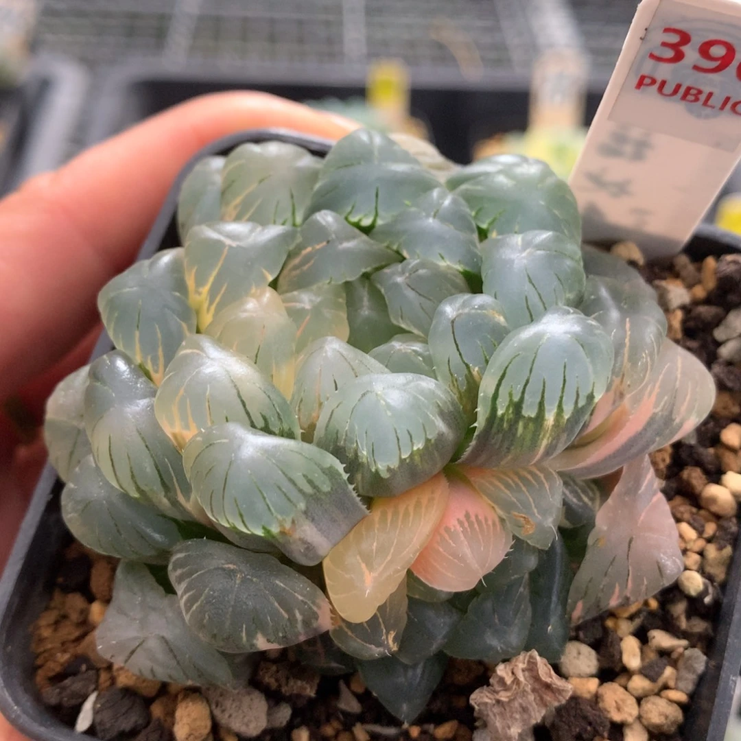 以实际为准396玉露