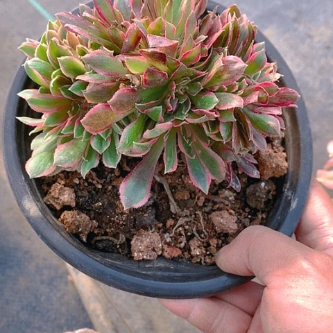 老*180女神缀化多肉植物