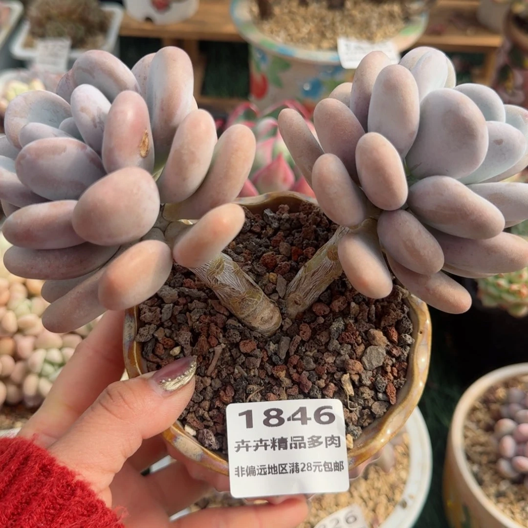 1846一物一拍（满28包邮）