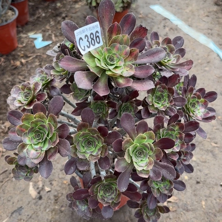 晚霞……多肉植物……