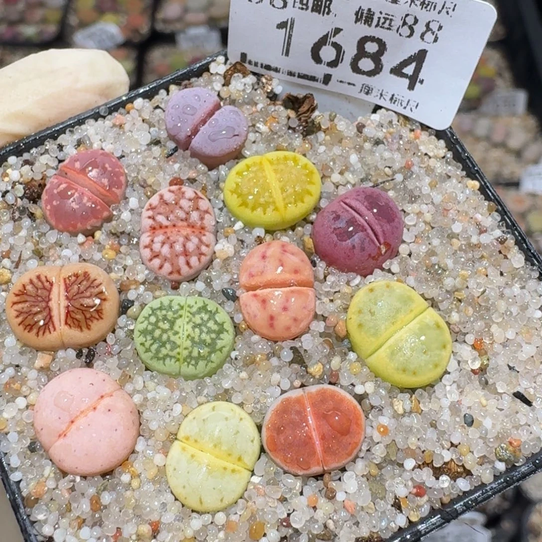 Zzz小黄车里捡漏啦1684