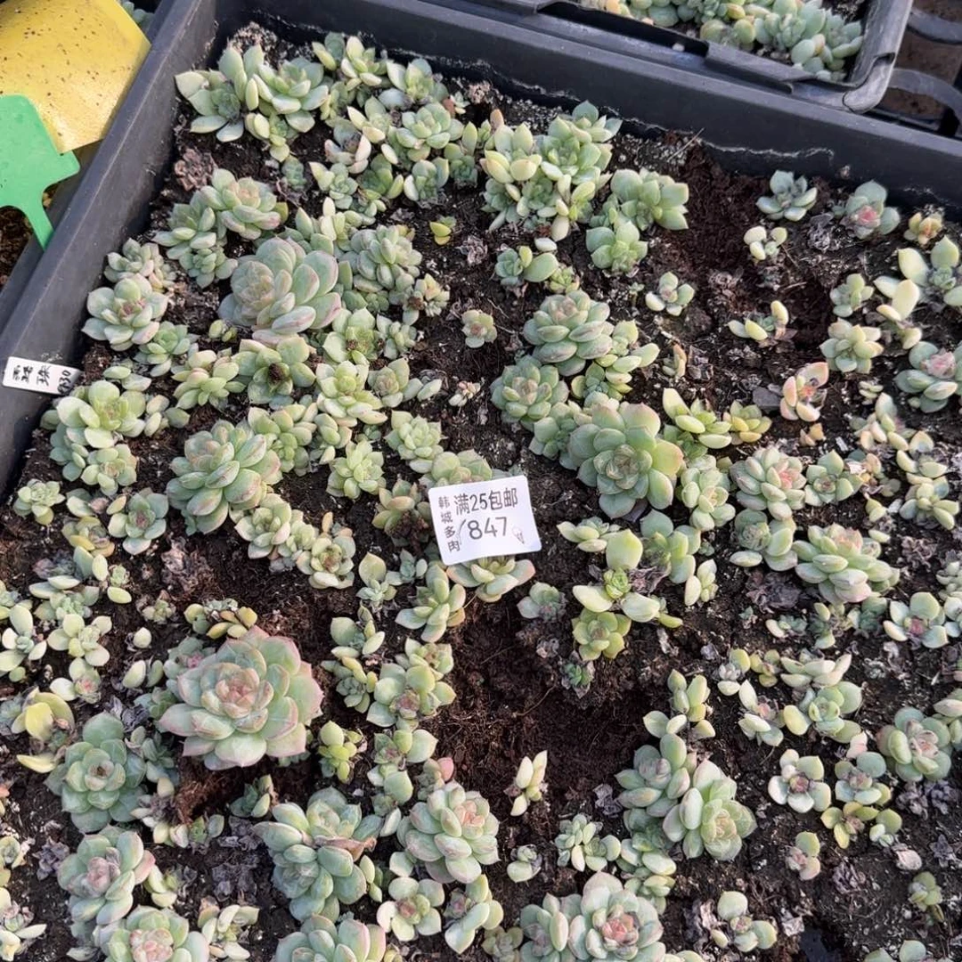 847 露珠一盘满20包邮