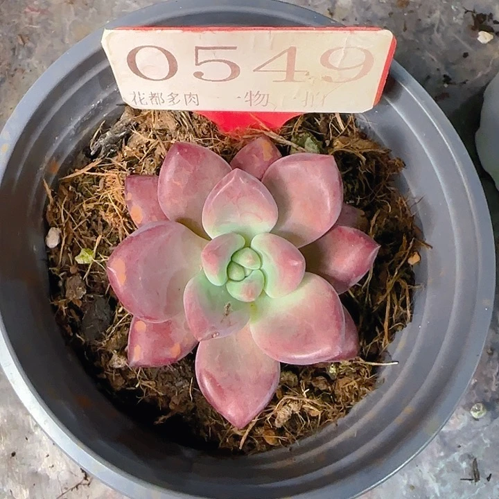 赫菲斯托549多肉植物