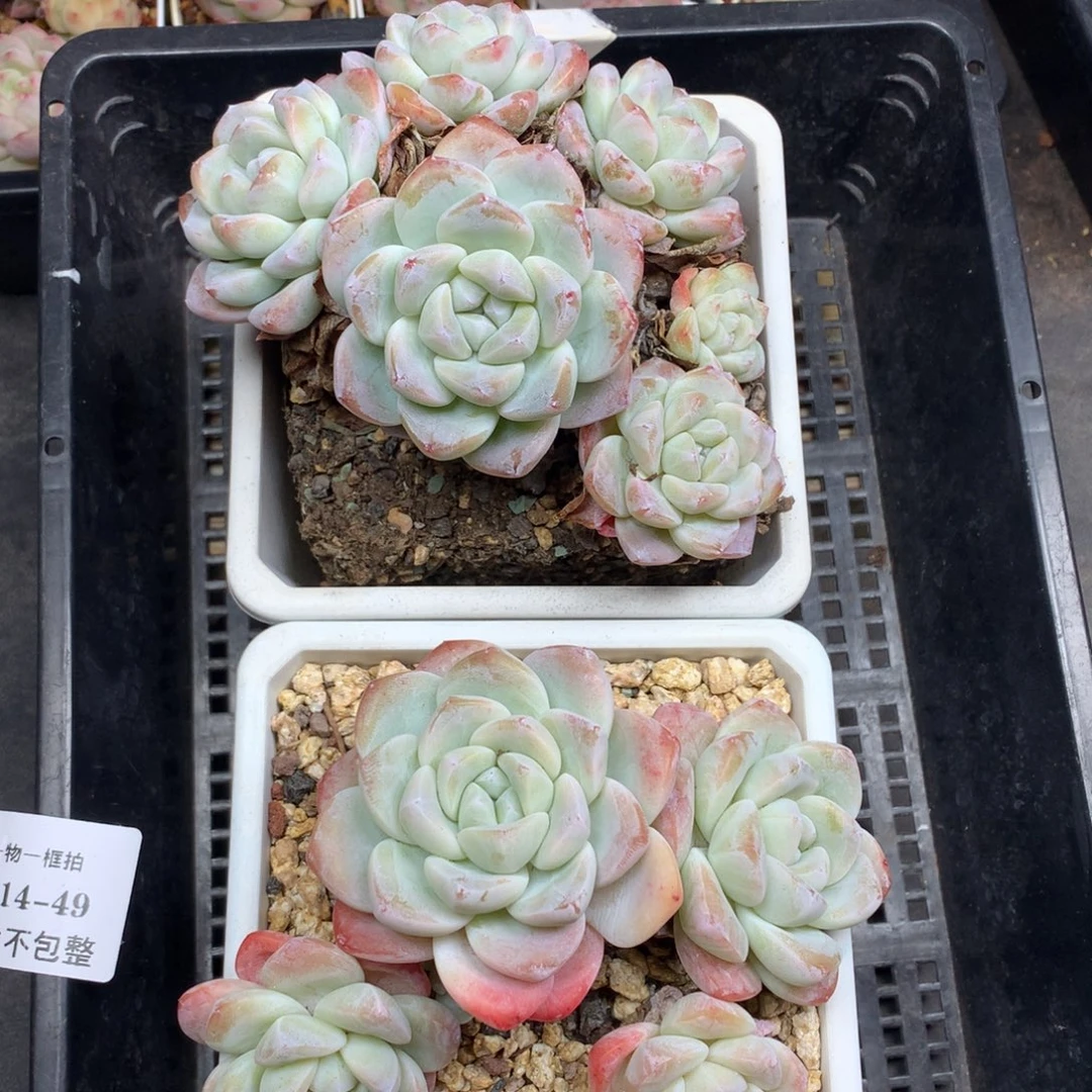 1214-49 老桩冰玉