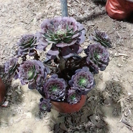 萝莉法师000000052