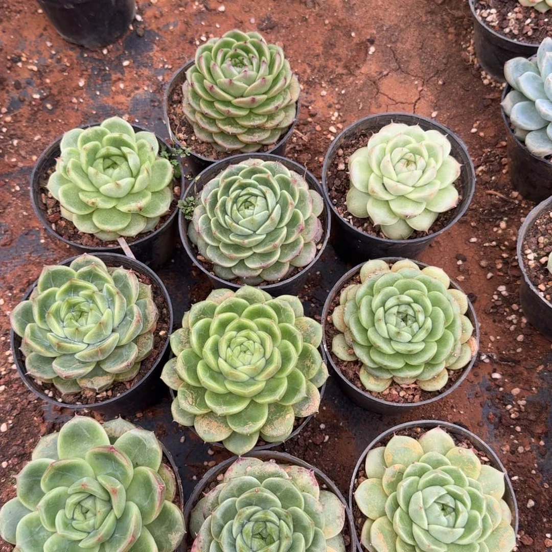 20-54麦秆一颗量拍发货