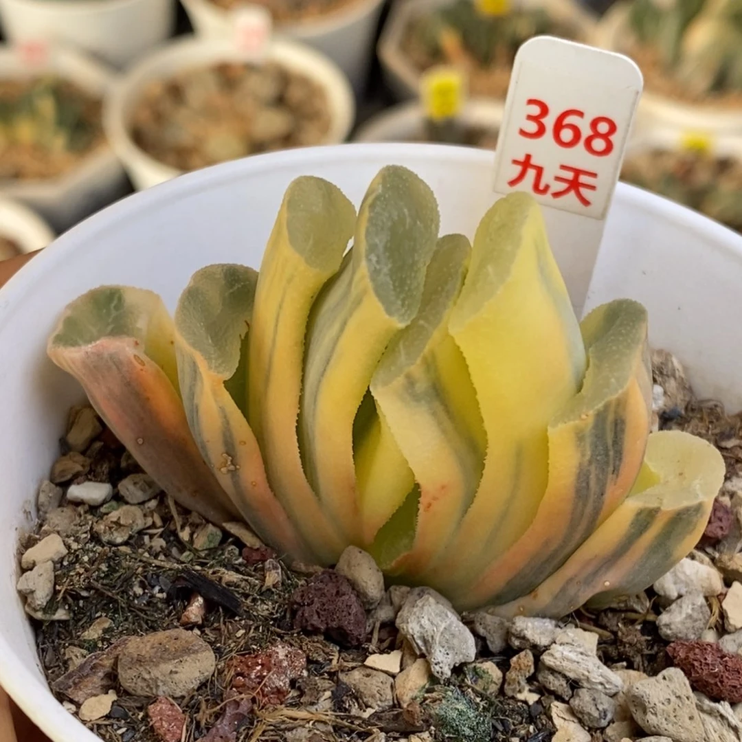 368号糊斑大绳玉扇锦