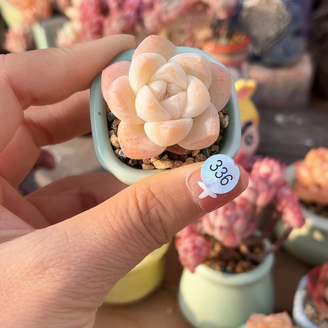 336 多肉含盆土30元除偏远