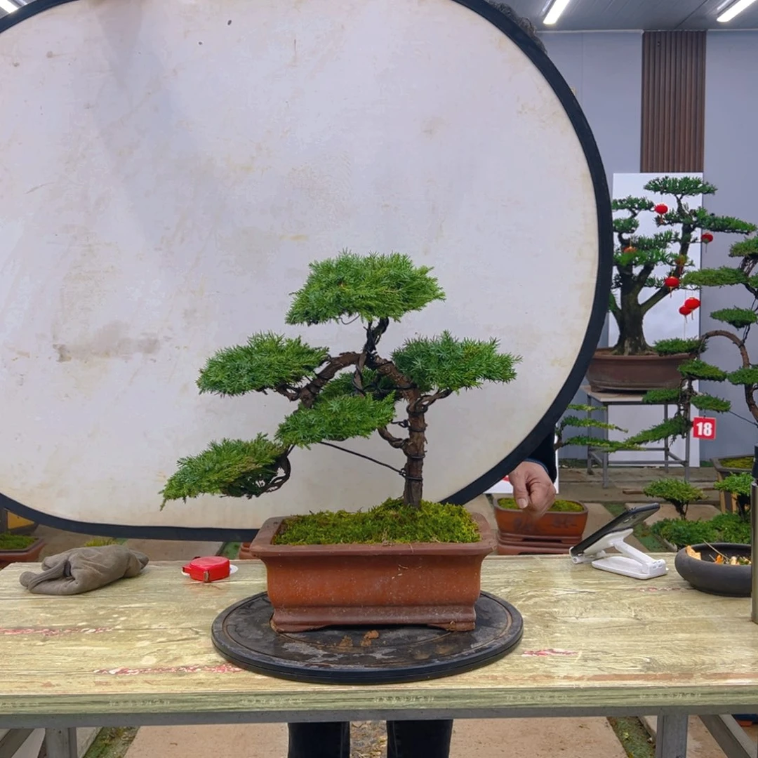 盆景龙爪松造型盆景