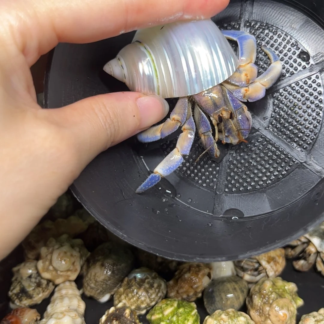 白紫淡粉紫陆口径2.3