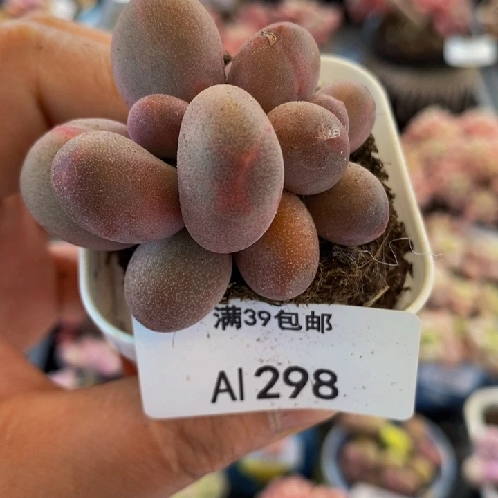 糖果美人4cm298多肉植物