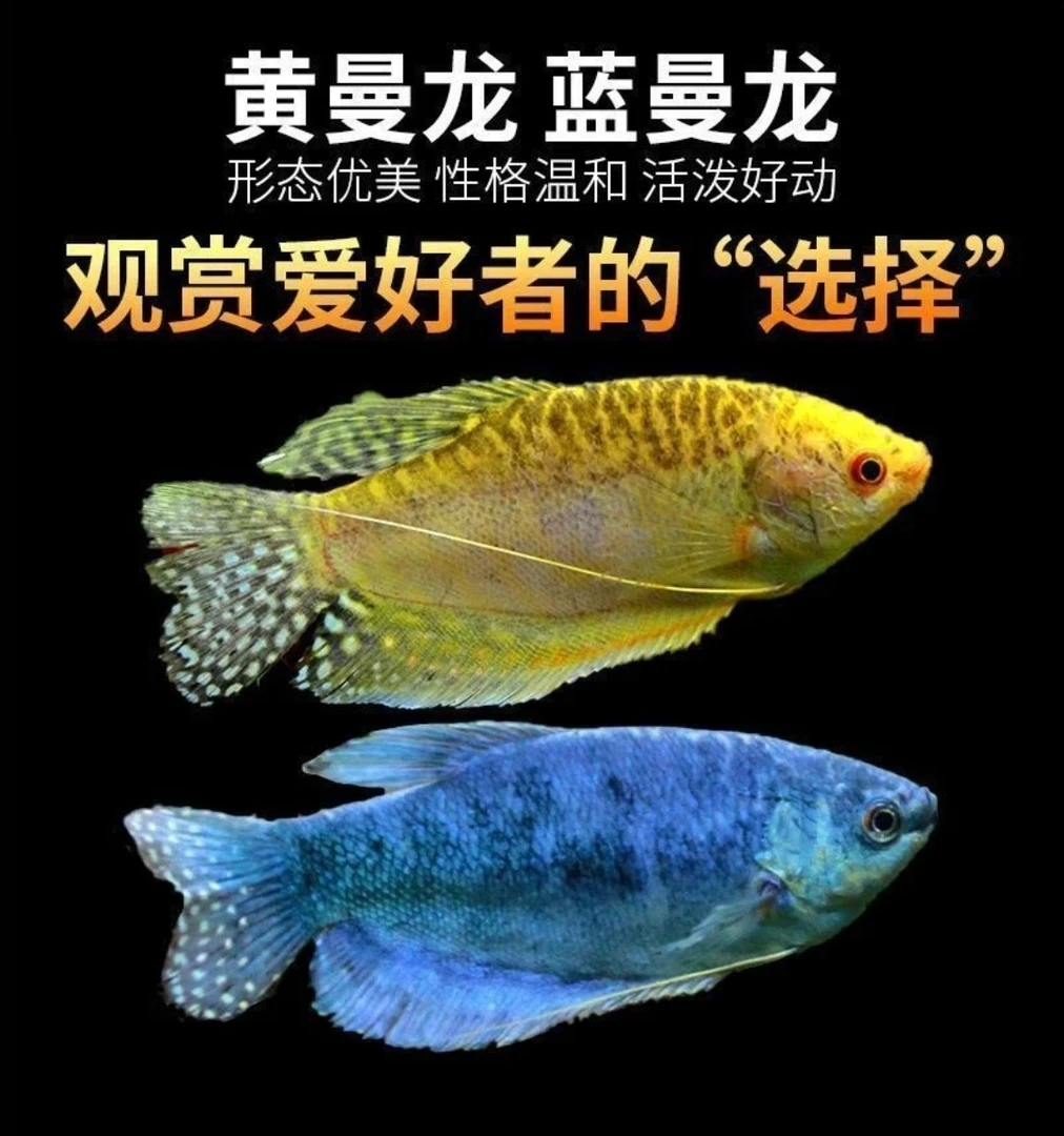 曼龙鱼热带观赏鱼好养耐活淡水鱼苗小型活鱼五彩丽丽鱼珍珠马甲鱼