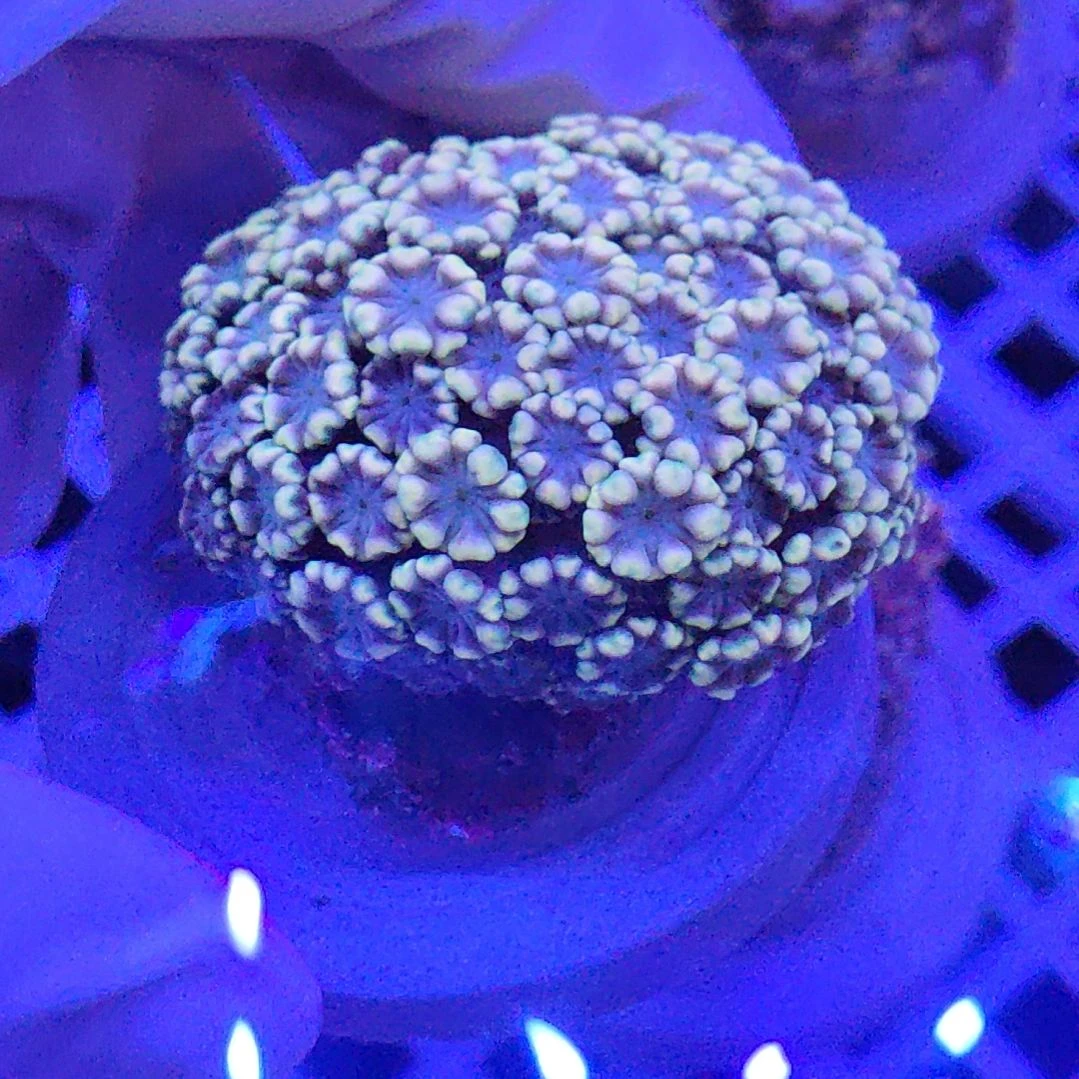 智海海洋珊瑚馆 竞拍链接