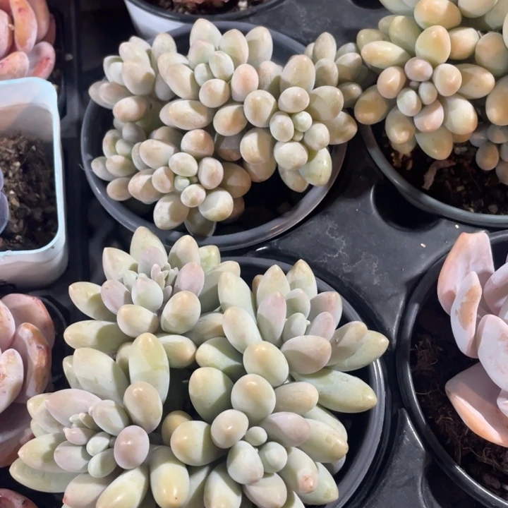 汤圆12.8一盆888888