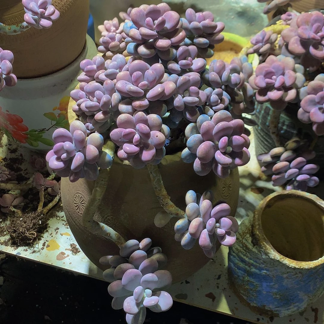 崔****店带盆带土不包邮