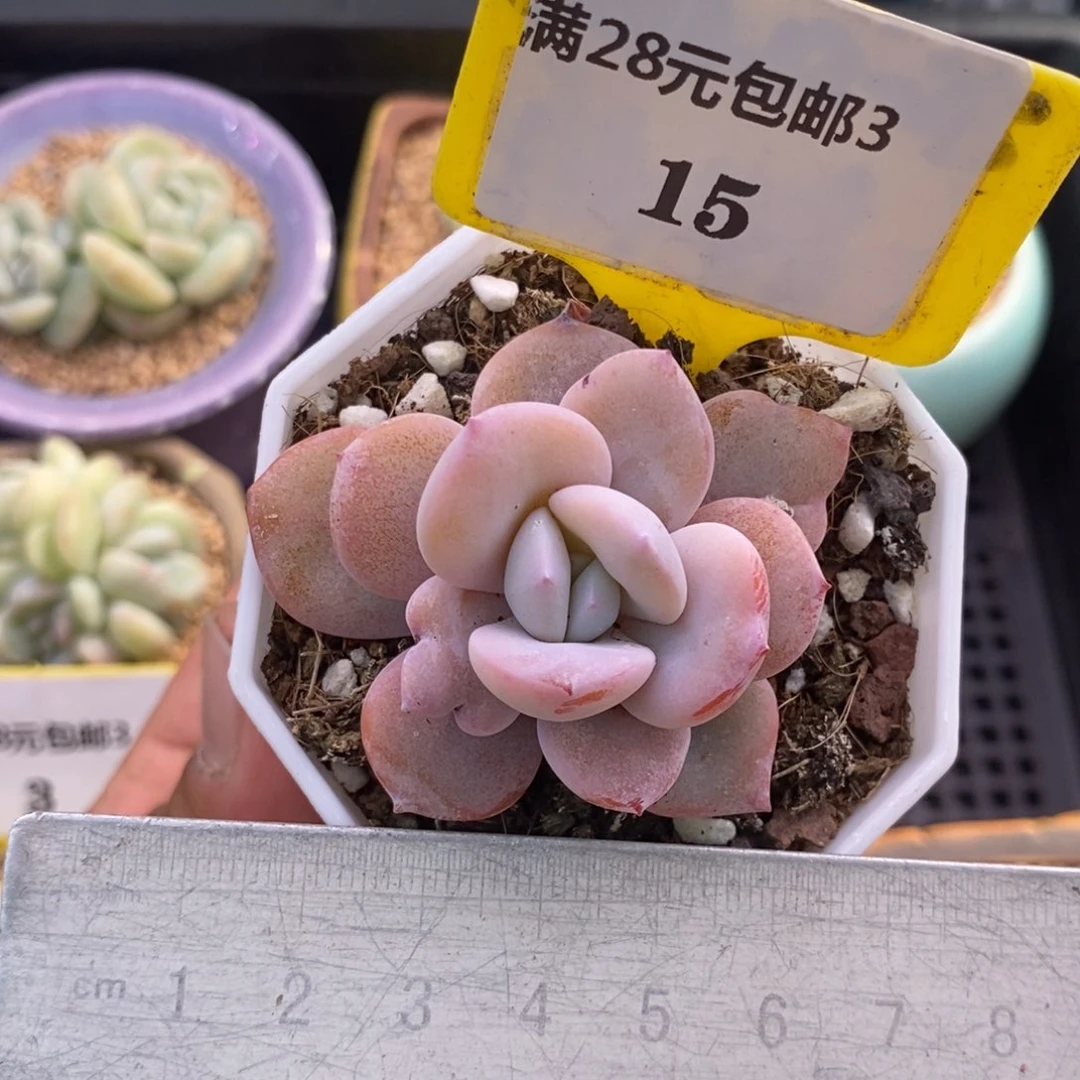 315奶茶福利多肉植物