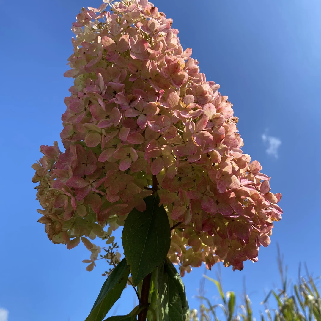 耐寒木绣球 大花水桠木