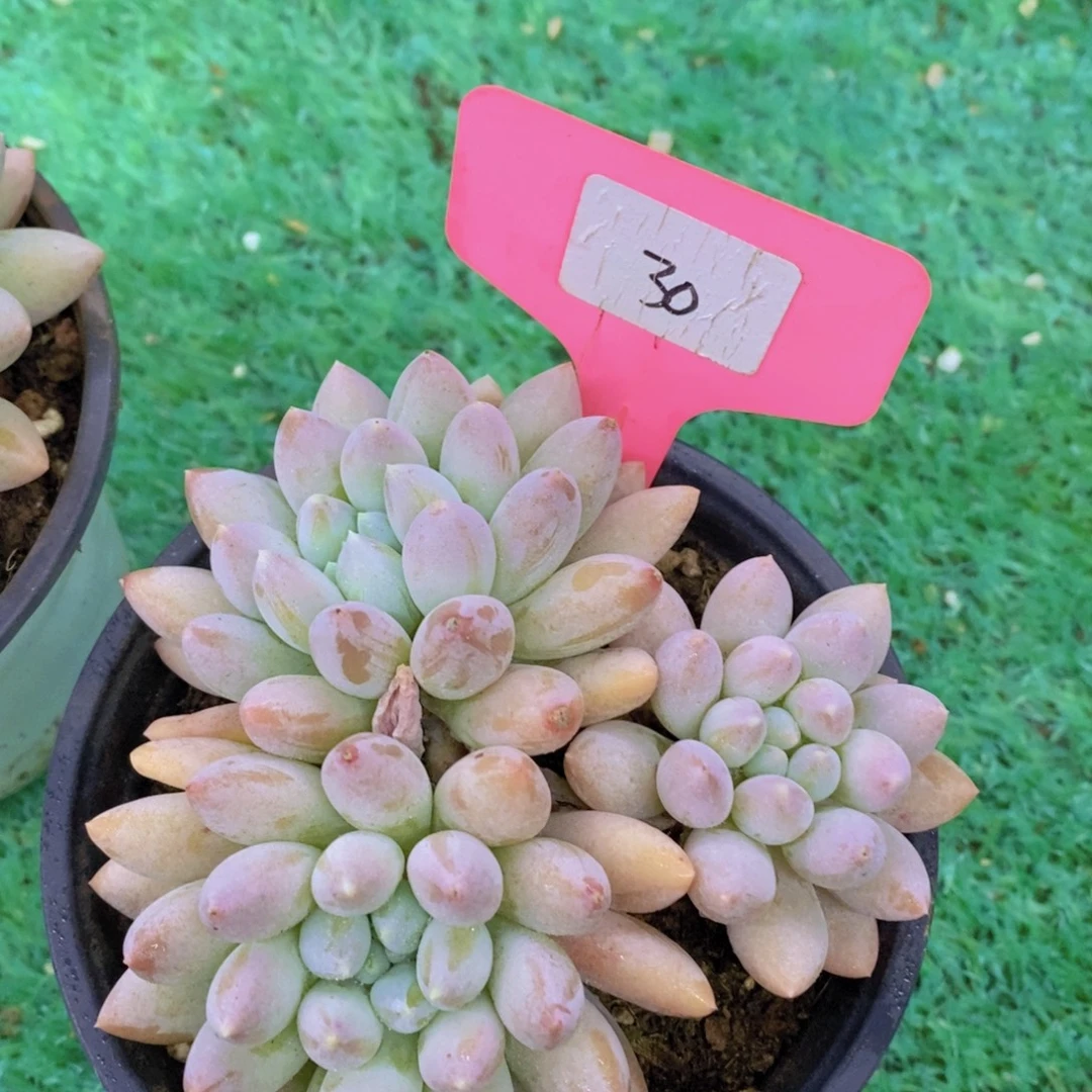 开心多肉，清货场啊