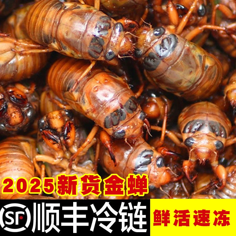 2025山东大知了猴新鲜活体金蝉冷冻结了龟爬叉猴非蚕蝉蛹顺丰包邮