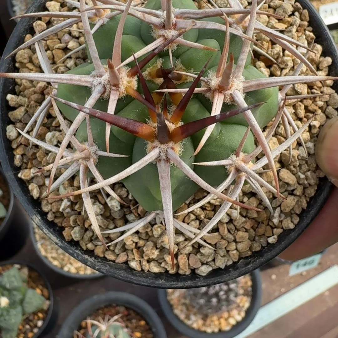 蓝*蝶仙人球一物一拍碧岩玉