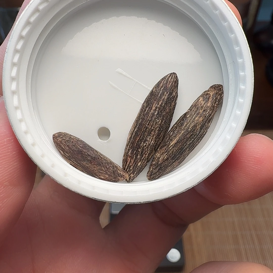 沉香香港大屿山棋韵瓜子