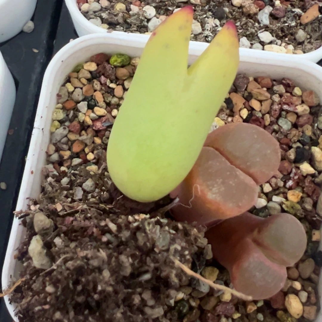 筱*筱专拍 肉锥植物