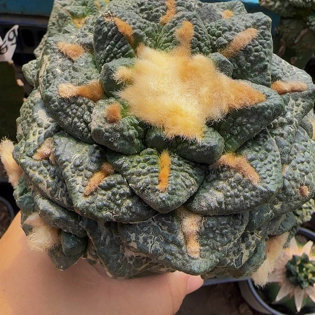 龟甲群506仙人球的