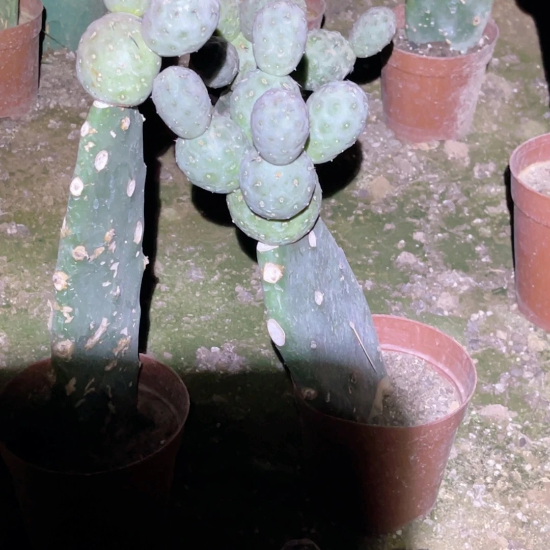 用***4希之野脱土发货 掉侧芽无售后