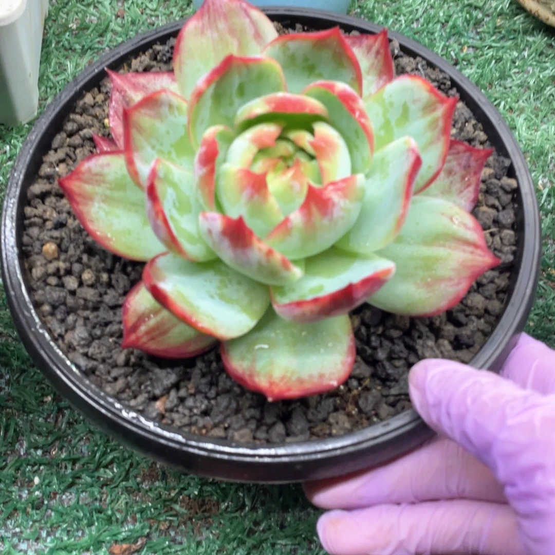 惊鸿一物一拍28包邮非偏远