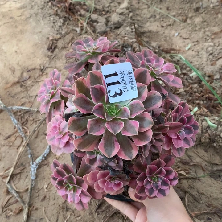113美杜莎手捧4号