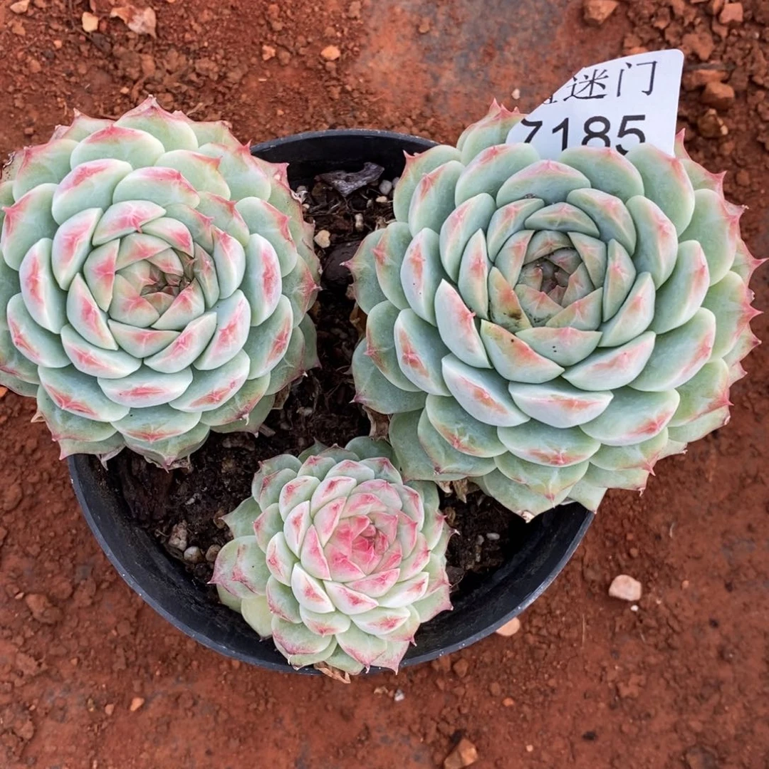 ****࿐不包整散掉头7185~散特