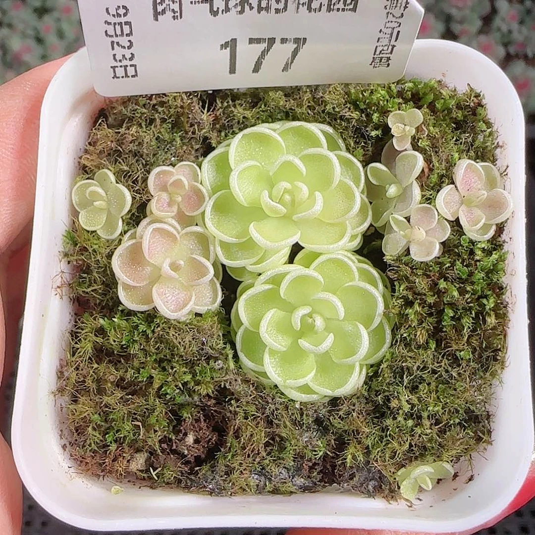 0923---177爱丽丝