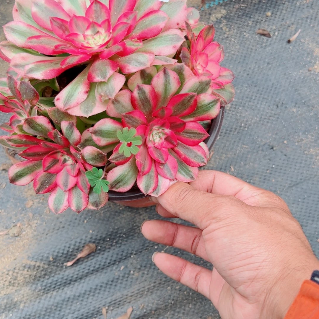 暖***云849荔枝多肉植物法师多肉