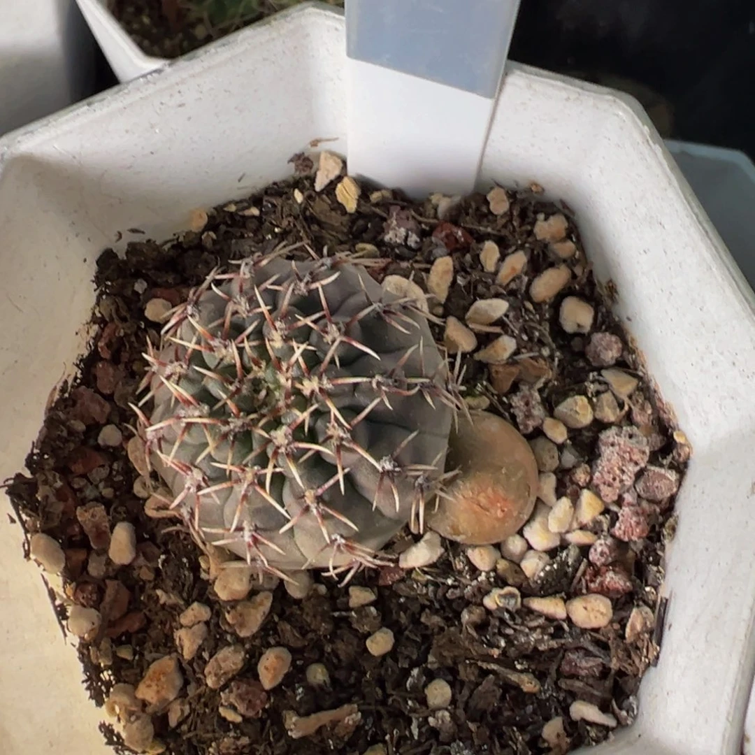 229实生根黑须玉带石化多肉植物